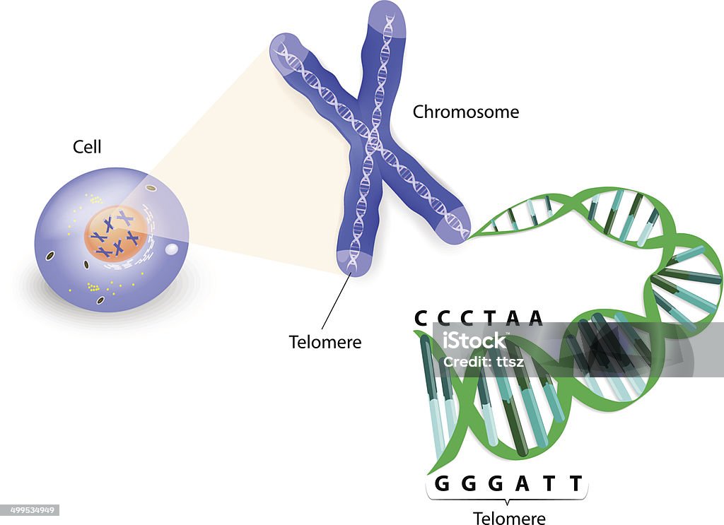 Human cell, chromosome and telomere A telomere is a repeating sequence of double-stranded DNA located at the ends of chromosomes. Each time a cell divides, the telomeres become shorter. Eventually, the telomeres become so short that the cell can no longer divide. Telomere stock vector