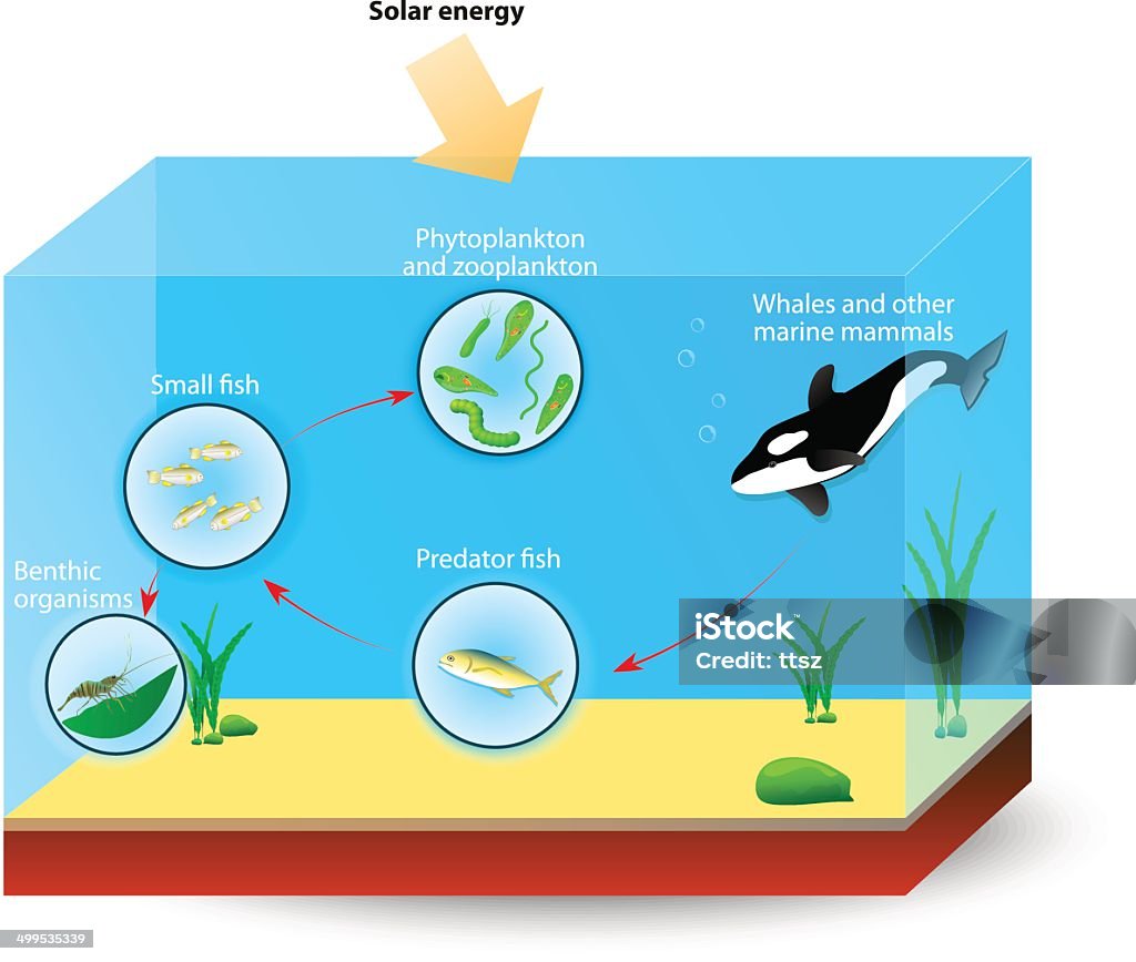 Marine Food Chain Or Food Web Stock Illustration Biology Diagrams