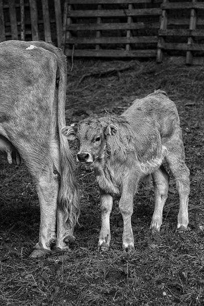 istock Beautiful calf, in North Greece, in black and white 499535366