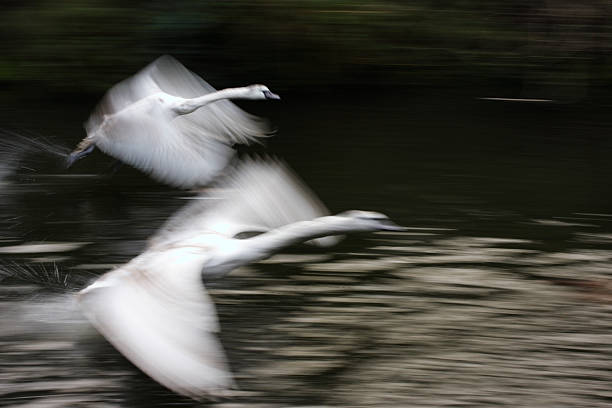 Two swans blurred speed in flight Wilts & Berks canal stock photo