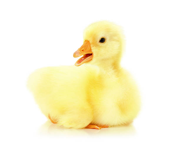 istock little duckling on the white background 499536299