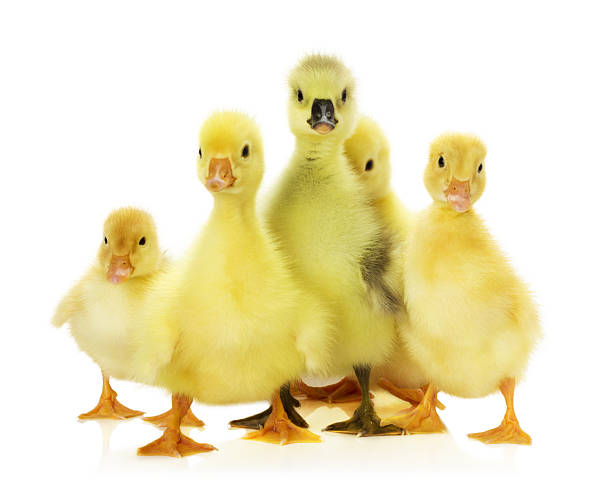 istock group of ducklings on the white background 499536301