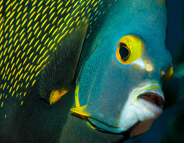 istock French Angelfish face close-up 499536781