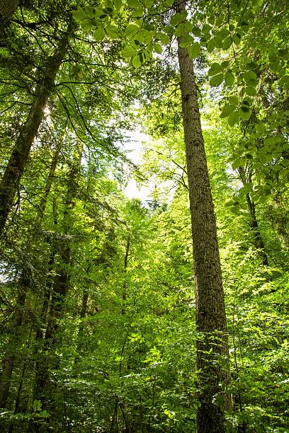 istock Sunlight Shining Through the Crowns of Old Trees 499536799