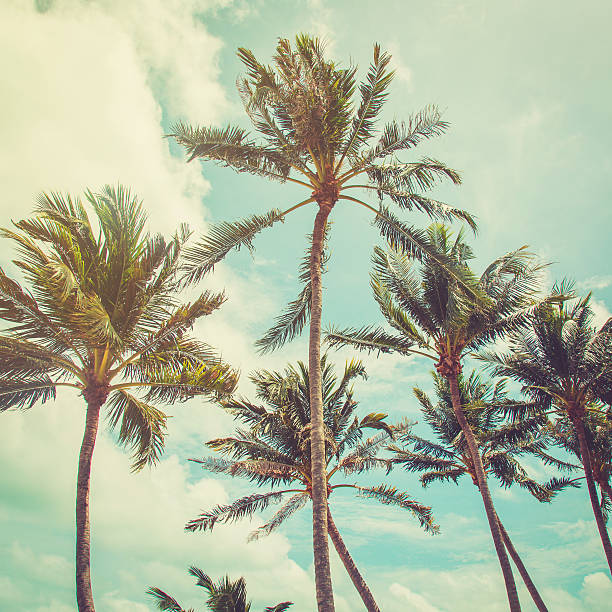 istock coconut palm tree and blue sky clouds with vintage tone. 499536898