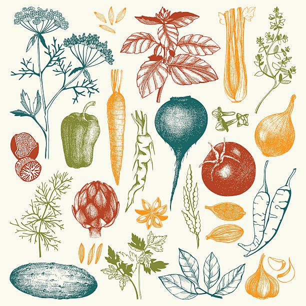 Vector collection of ink hand drawn vegetables, Vector collection of ink hand drawn vegetables, herbs and spices. Vintage healthy food illustration. Colored food drawings engraving food onion engraved image stock illustrations