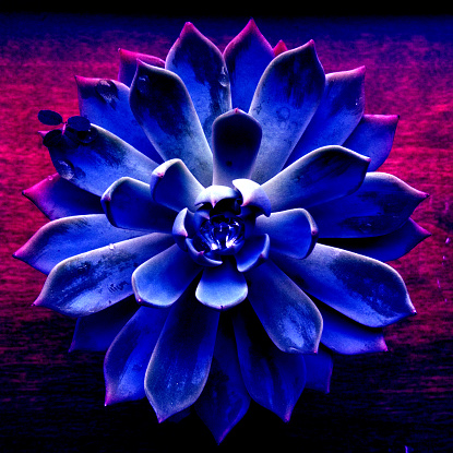 Cactus De Flor Azul Foto de stock y más banco de imágenes de Arte Pop -  Arte Pop, Cactus, Abstracto - iStock