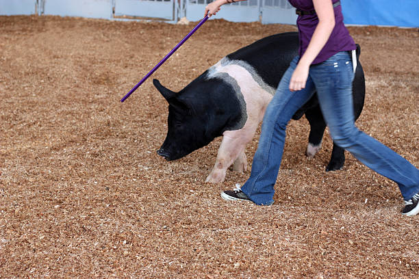 kobieta szkolenia świnia w state fair - domowy wieprz zdjęcia i obrazy z banku zdjęć