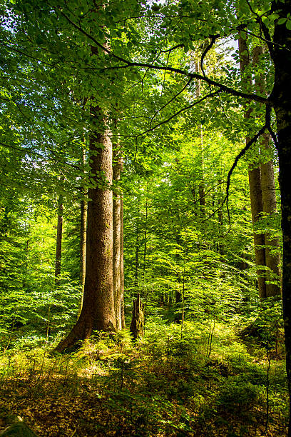 istock Sunlight Shining Through the Crowns of a Dense Wood 499539553