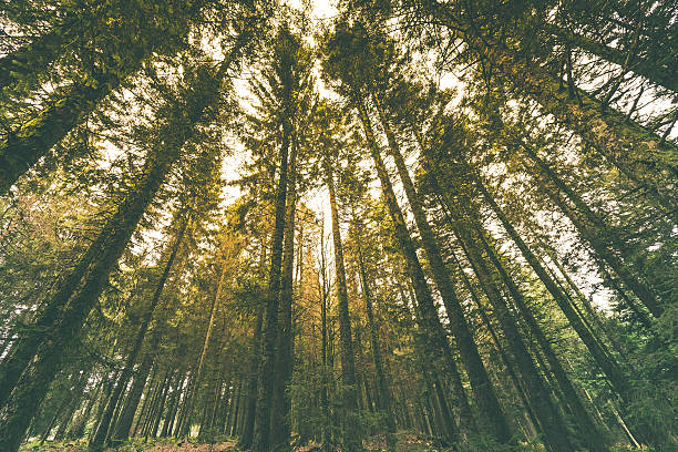 tall trees unter helles sonnenlicht - sky forest root tree stock-fotos und bilder