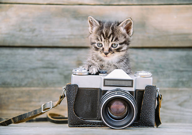 istock Kitten with vintage photo camera 499539751