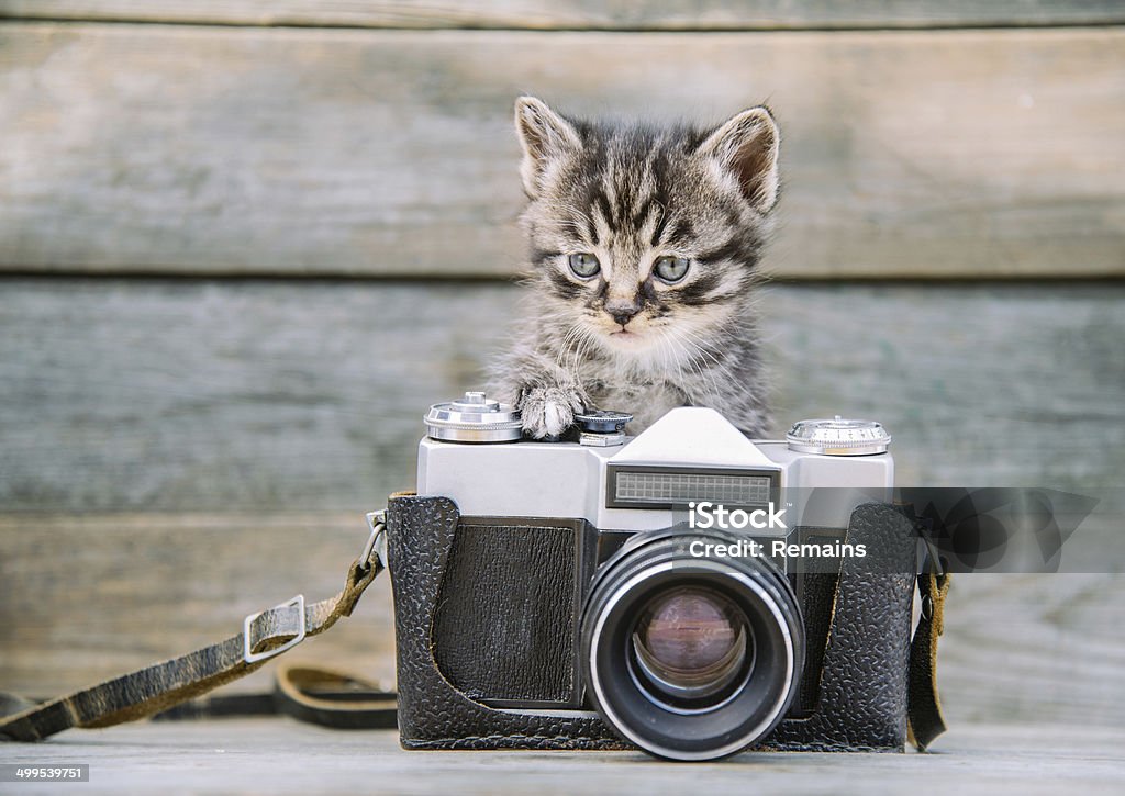 Kitten with vintage photo camera Little cute kitten with vintage photo camera on a wooden table Animal Stock Photo