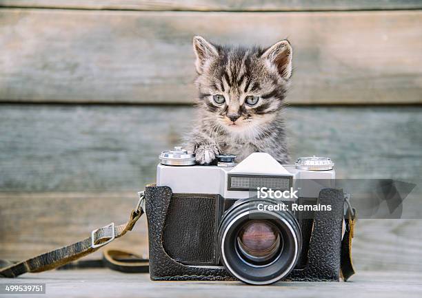 Kitten With Vintage Photo Camera Stock Photo - Download Image Now - Animal, Animal Hair, Beautiful People