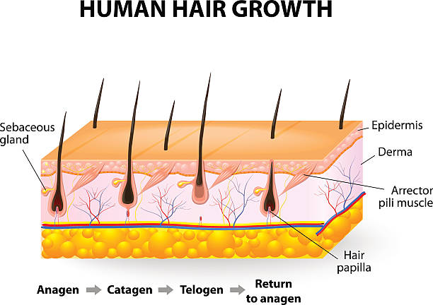Growth Hormone Therapy Illustrations, Royalty-Free Vector Graphics & Clip  Art - iStock