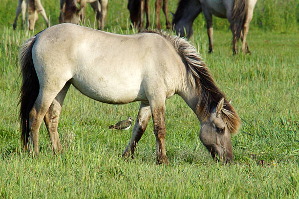 knight Name: Konik konik stock pictures, royalty-free photos & images