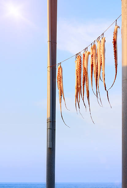 istock Drying octopus arms on sea coast, Greece 499540271