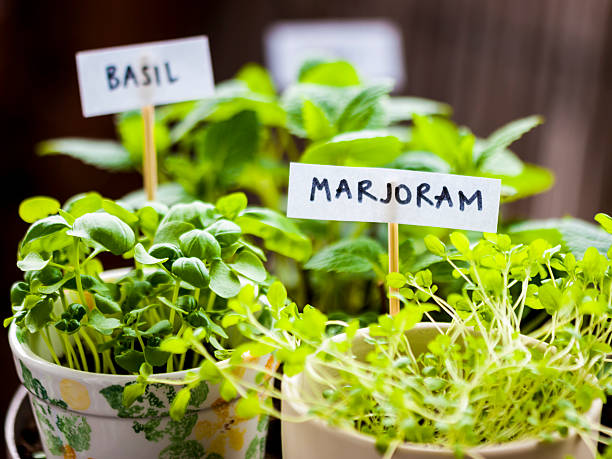 Majoram and basil herbs in flower pots on balcony stock photo