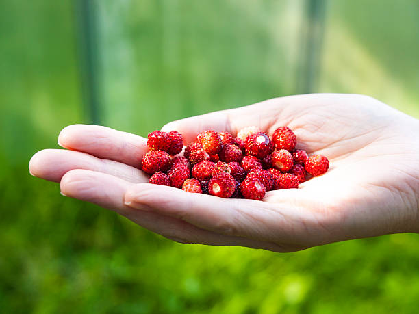 Delicious wild strawberries in hand stock photo