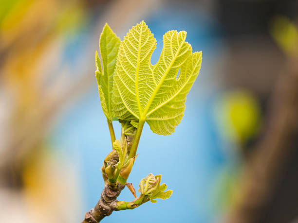 Young fig leaves stock photo