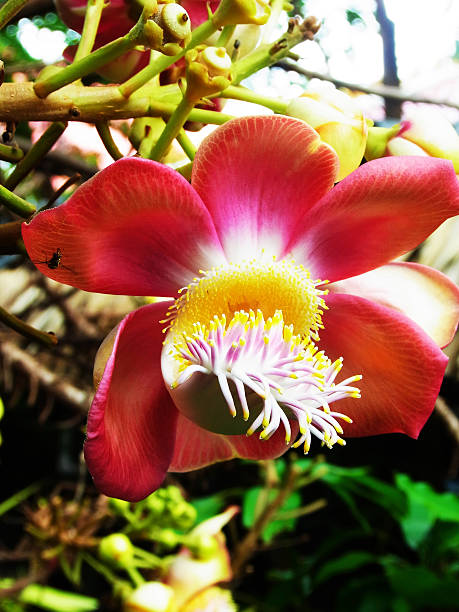 istock Couroupita flowers 499540894