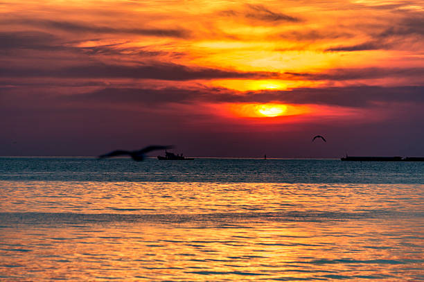 istock Seagull & sunset on the sea , Thailand 499541798