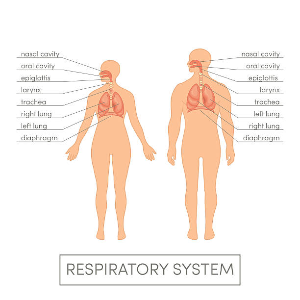 ilustrações de stock, clip art, desenhos animados e ícones de sistema respiratório vector - frontal lobe