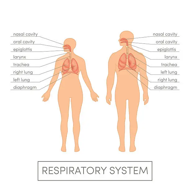 Vector illustration of Respiratory system vector