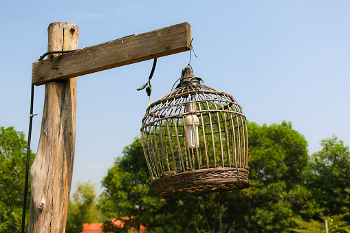 bird cage lamp on wooden post