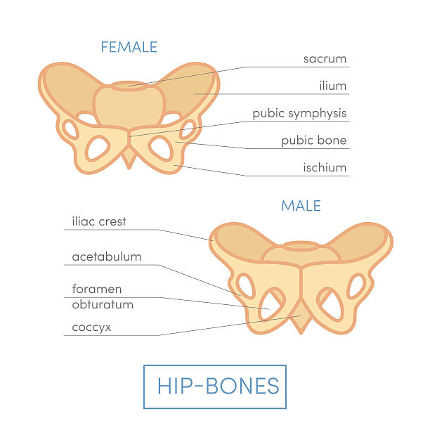 der hüfte bones - pelvic bone stock-grafiken, -clipart, -cartoons und -symbole