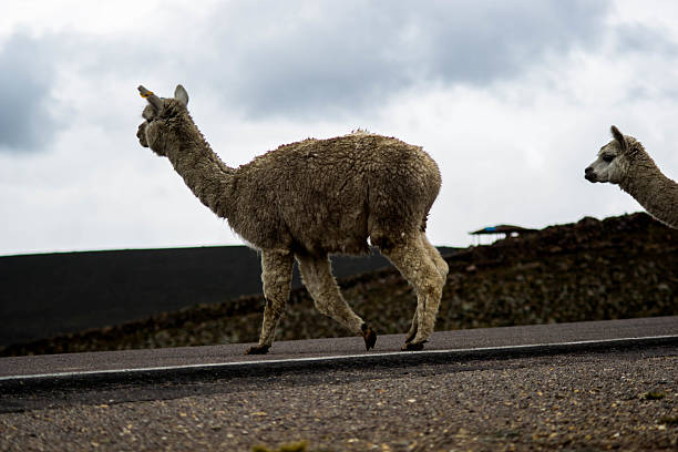 istock Colca Canyon: alpacas and llamas by an unnamed road 499542540