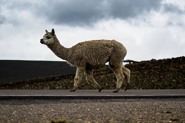 istock Colca Canyon: alpacas and llamas by an unnamed road 499542558