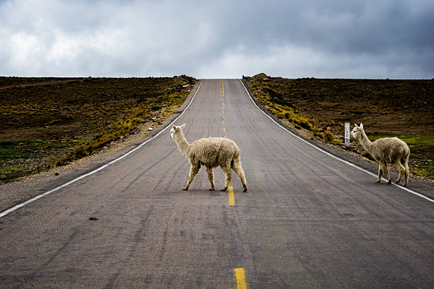 istock Colca Canyon: alpacas and llamas by an unnamed road 499542586