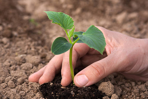 istock planting cucumber seedling, closeup 499542592