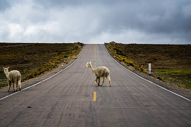 istock Colca Canyon: alpacas and llamas by an unnamed road 499542598