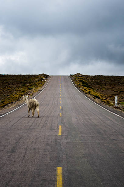 istock Colca Canyon: alpacas and llamas by an unnamed road 499542616
