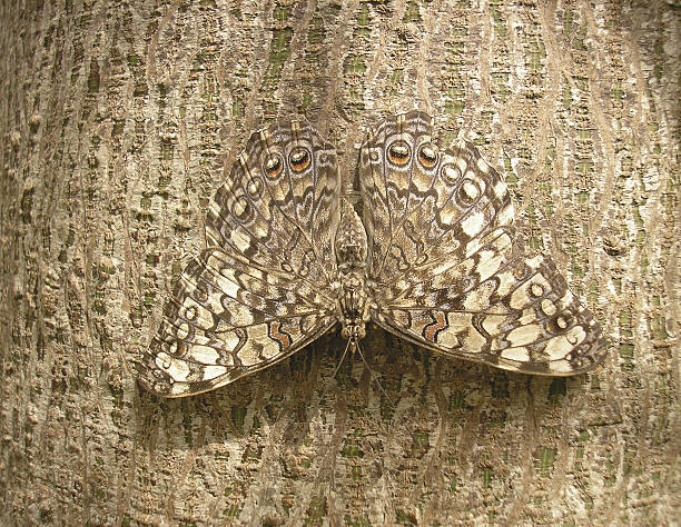 camouflage Camouflage of a butterfly on the bark of a tree hiding stock pictures, royalty-free photos & images