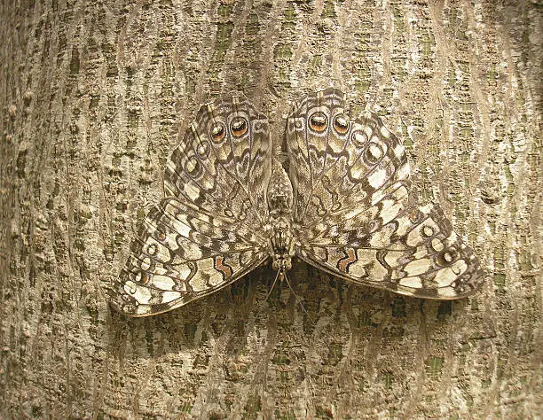 Camouflage of a butterfly on the bark of a tree