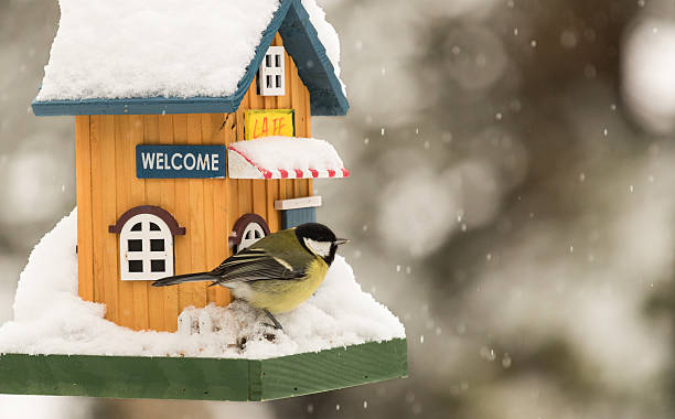 Small bird by a feeding house stock photo