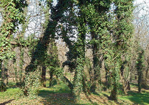 Poplar trees wrapped with ivy in the forest.