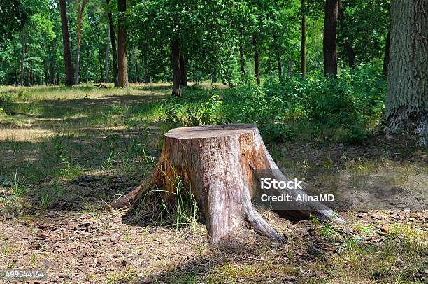 An Old Stump In The Summer Park Stock Photo - Download Image Now - Tree Stump, Cutting, Tree