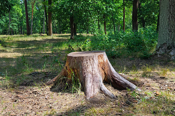 uma antiga stump no parque de verão - wood plank woods old - fotografias e filmes do acervo
