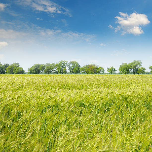 istock green field and blue sky 499544502