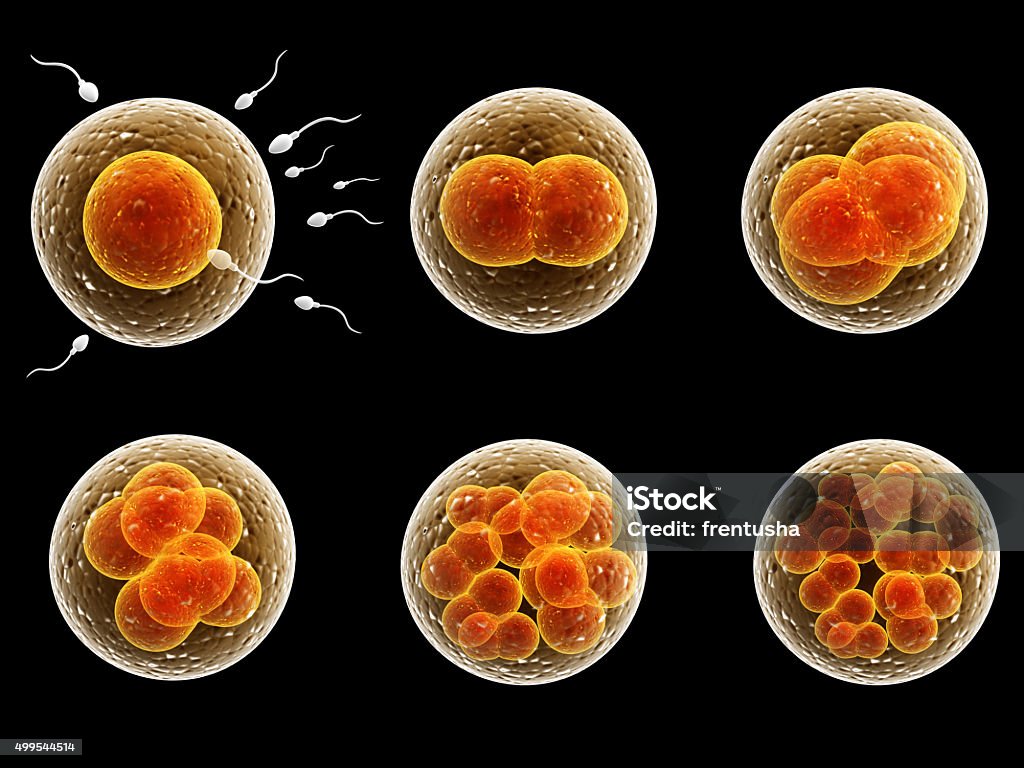 Process division of fertilized cell Process division of fertilized cell. Isolated on black background Human Egg Stock Photo