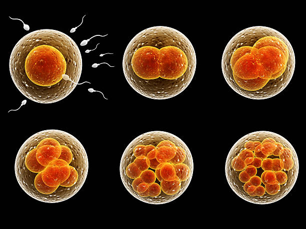 Process division of fertilized cell Process division of fertilized cell. Isolated on black background human egg photos stock pictures, royalty-free photos & images