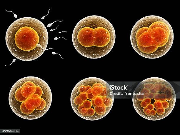 Process Division Of Fertilized Cell Stock Photo - Download Image Now - Human Egg, Human Fertility, Biological Cell