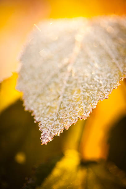 Leaf in the fall with frost on it at sunrise. 