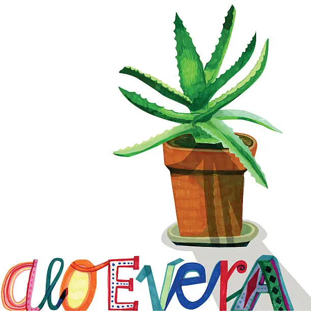 Vector illustration of Hand drawn aloe vera plant on white background