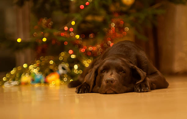 chocolate labrador christmas