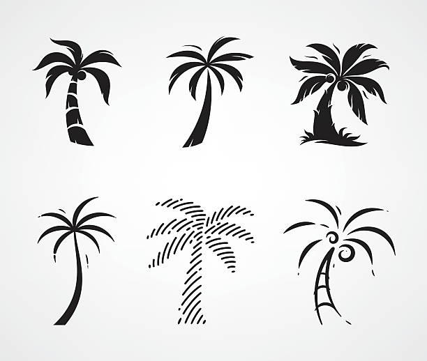 Palm tree Palm tree set beach vector coconut palm tree stock illustrations