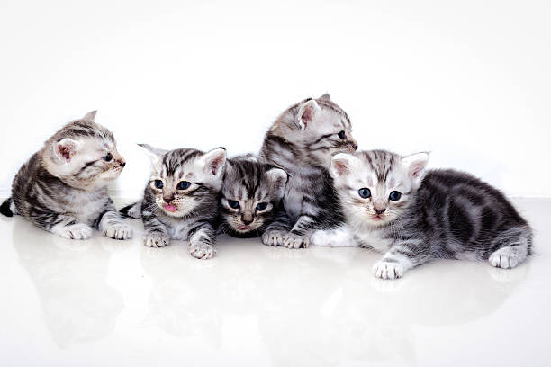 istock Cute American shorthair cat kitten 499548272